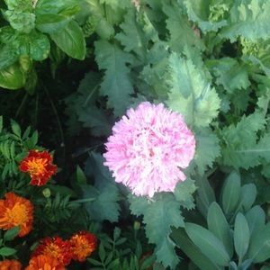 Meet your Posher, Donna